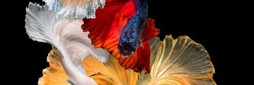 4 Tips Mudah Meningkatkan Warna Ikan Hias Agar Semakin Cantik