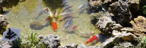 Cara Membuat Kolam Koi Minimalis dan Contoh Desainnya