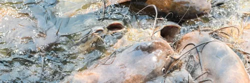 Aplikasi RDF pada Sistem RAS Lele