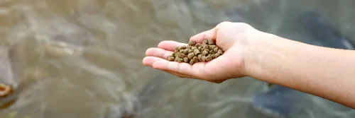 6 Rekomendasi Pakan Ikan Lele Terbaik untuk Usaha Budidaya Lele Menguntungkan