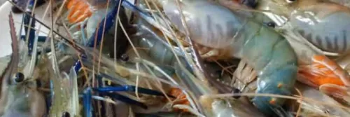 5 Tahap Budidaya Udang Air Tawar Supaya Menguntungkan