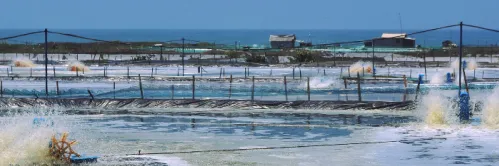 10 Rekomendasi Mineral Udang Terbaik untuk Meningkatkan Kesehatan Udang