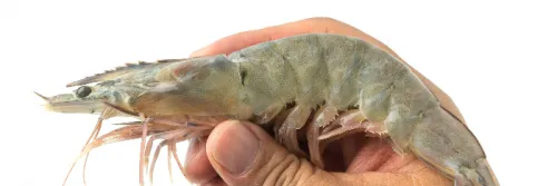 Mengenal Penyakit EMS dan AHPND yang Menyerang Udang