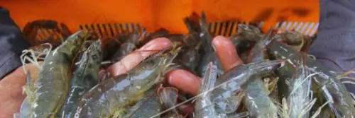 Panen, Indikator Evaluasi Usaha Budidaya