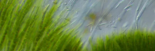 Kandungan Gizi yang Terdapat pada Rumput Laut dan Manfaatnya untuk Kesehatan