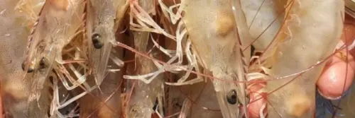 Menjaga Stabilitas pH Air Tambak Udang