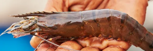 7 Rekomendasi Pakan Udang Terbaik untuk Meningkatkan Produktivitas Budidaya