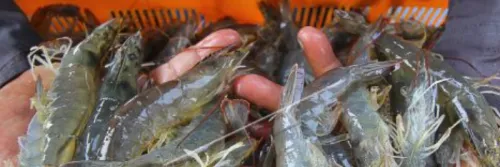 Budidaya Udang Vaname Intensif dan Analisa Modalnya