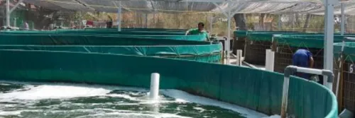 5 Cara Budidaya Udang Sistem Bioflok Agar Hasil Panen Meningkat