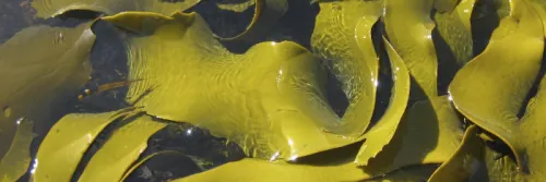 Cara Budidaya Rumput Laut Mudah Dan Cepat