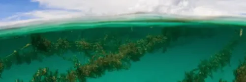 Teknik Budidaya Rumput Laut dengan Metode Long Line