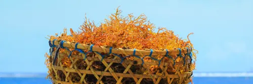 Budidaya Rumput Laut, Peluang Bisnis Masyarakat Pesisir