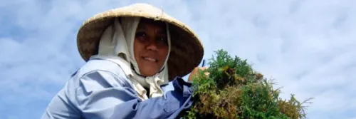 Destinasi Wisata Budi Daya Rumput Laut di Indonesia