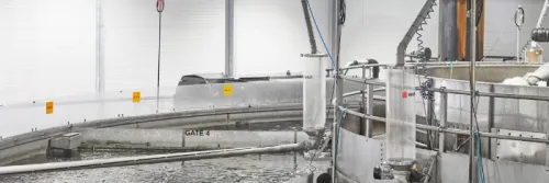 Aquaculture Industry Set for Major Growth with Blue Aqua International, Bahwan Services and Trading LLC and Muscat Investment House Partnership