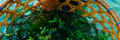 Cara Budidaya Rumput Laut Sampai Panen