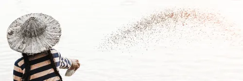 6 Tips Memilih Pakan Spirulina Berkualitas untuk Ikan dan Udang