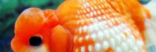 Tips Memilih Ikan Peliharaan yang Cocok untuk Akuarium Hias