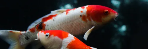 5 Tips Cara Memelihara Ikan Koi - Terbukti Berhasil