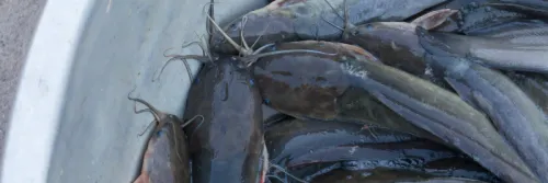 Ikan Lele : Budidaya Lele Semakin Untung Dengan Bioflok dan RAS