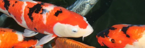 6 Perbedaan Menonjol Antara Ikan Koi Jantan dan Betina