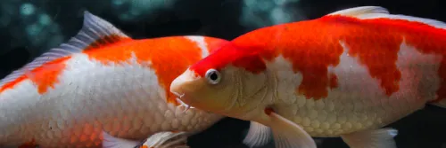 Guide to Recirculating Aquaculture System (RAS) in Fish Farming