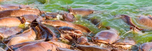 Tips Menjaga Kualitas Air Pada Budidaya Ikan Lele dengan Probiotik Unggulan Agar Hasil Panen Meningkat