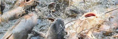 Jenis Penyakit Ikan Lele Dan Cara Mengobatinya