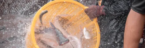 Peluang Usaha Budidaya Ikan Patin, Omset >20 Jt Sekali Panen