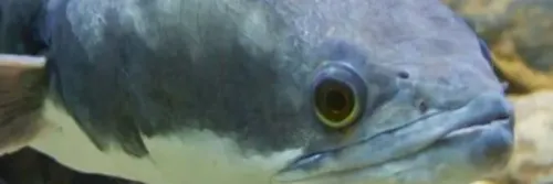 Pakan Ikan Gabus Cepat Besar: Jenis, Kebutuhan Nutrisi, Waktu dan Dosis Pemberian