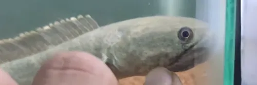 Cara Mengobati Jamur Pada Ikan Channa / Gabus