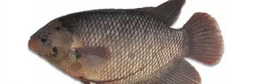 Penyakit Jamur Pada Gurami: Gejala Serangan, Penyebab, Cara Mengobati, Hingga Pencegahannya