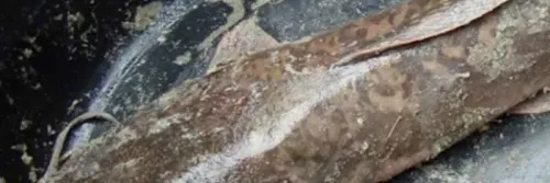 Penyakit Jamur Pada Ikan Lele: Cara Mengatasi, Gejala, Penyebab Hingga Perawatannya