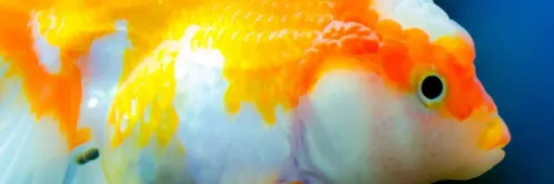 Makanan Ikan Mas Koki