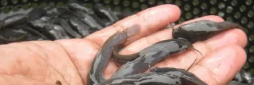 7 Ciri Bibit Ikan Lele Berkualitas Baik dan Unggul