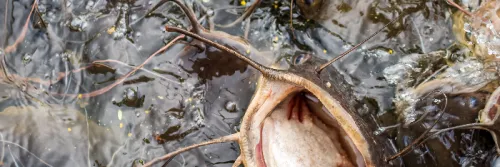 Pakan Ikan Lele Cepat Besar: Jenis, Kebutuhan Nutrisi dan Cara Pembuatan