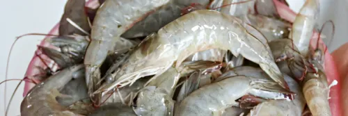 Budidaya Udang Vaname (Persiapan Lahan)