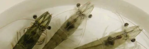 4 Karakteristik Benur Udang Sehat & Berkualitas