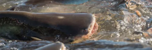 11 Cara Budidaya Ikan Patin di Kolam Beton Untuk Pemula!