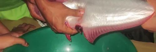 Pembenihan Ikan Patin Siam Secara Buatan