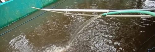 Cara Budidaya Ikan Patin di Kolam Terpal, Cocok untuk Pemula