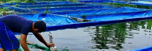 Keuntungan Budidaya Ikan Patin di Kolam Terpal, Wajib Tahu!