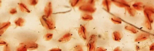 Faktor-Faktor Penting Penentu Keberhasilan Budidaya Moina dengan Media Chlorella