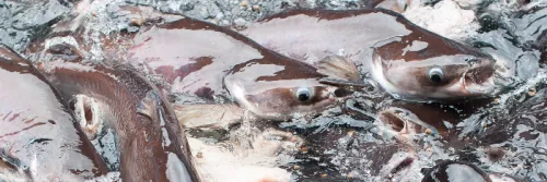 Tips Budidaya Ikan Patin di Rumah Jadi Bisnis Menguntungkan