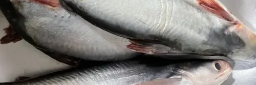 Cara Lengkap Budidaya Ikan Patin di Kolam Tanah dan Analisanya