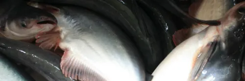 4 Makanan Ikan Patin Agar Cepat Besar dan Panen!