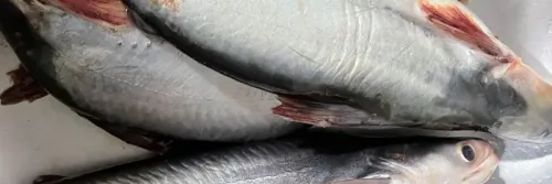 Cara Masak Ikan Patin Agar Bebas Bau Tanah, Ini Tipsnya!