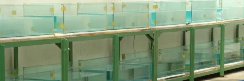 Menetaskan Telur Ikan Patin Dengan Tepat dan Efektif