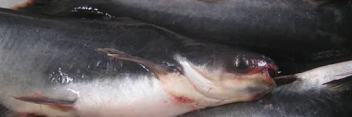 Cara Budidaya Ikan Patin Yang Mudah dan Cepat Menghasilkan Keuntungan