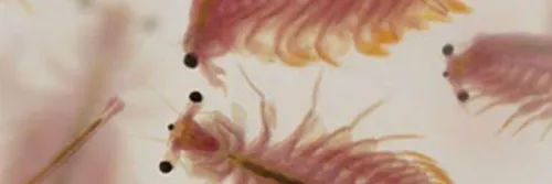 Ketahui Keunggulan Artemia Untuk Pakan Alami Ikan Patin