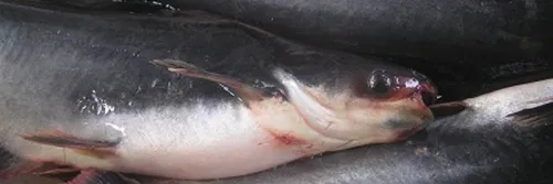 Cara Memijahkan Ikan Patin : Pemilihan Induk, Penyuntikan Hormon, Pelepasan Telur dan Proses Penetasan